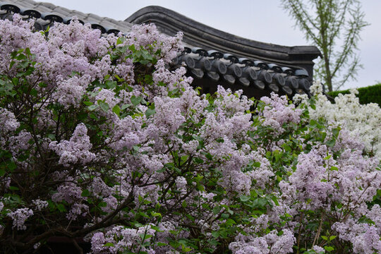 丁香花與傳統(tǒng)建筑
