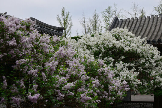 丁香花與傳統(tǒng)建筑