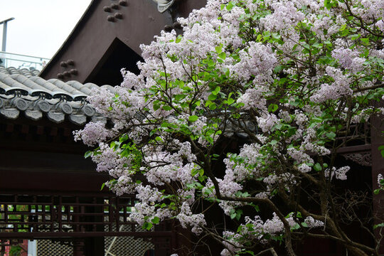 丁香花與傳統(tǒng)建筑