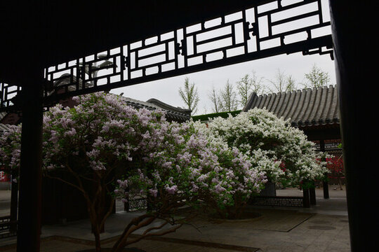 丁香花與傳統(tǒng)建筑