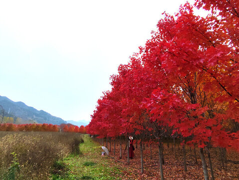 紅楓葉