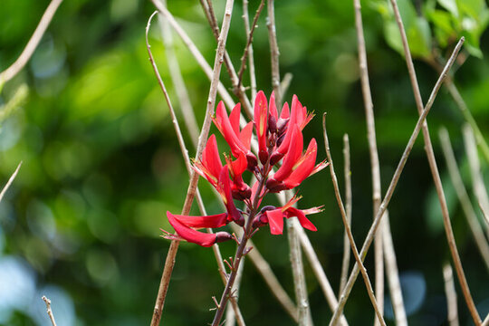 紅色開花植物龍牙花