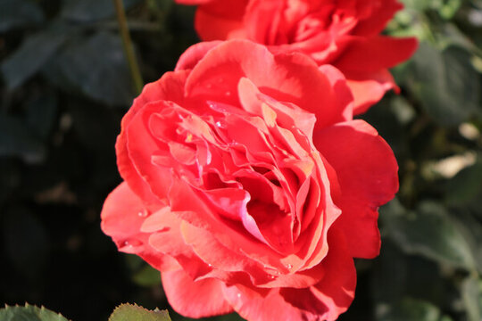 月季花