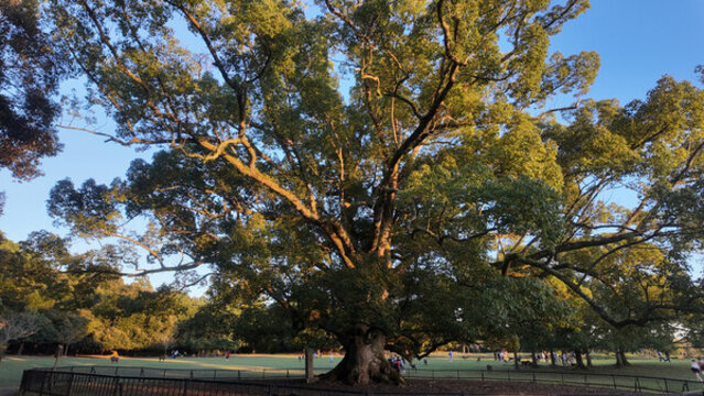 日本大阪奈良鹿公園茂盛參天大樹(shù)