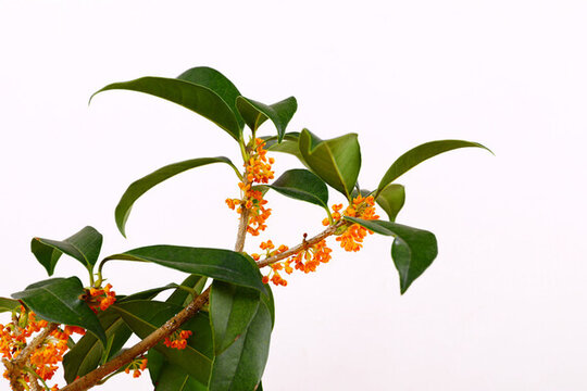 桂花