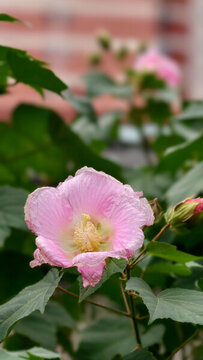 芙蓉花