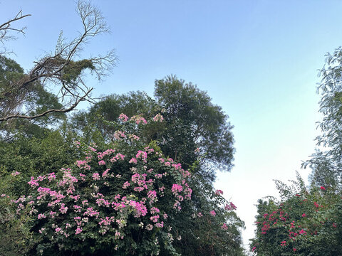 廈門(mén)三角梅園