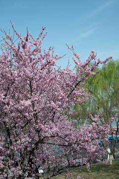 南京玄武湖公園櫻花