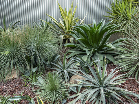 熱帶植物