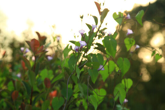 唯美花朵背景素材