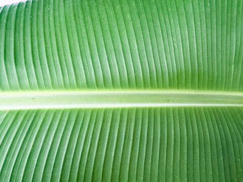 香蕉葉紋理