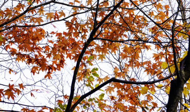 香山的紅楓