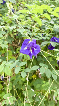 蝶豆花