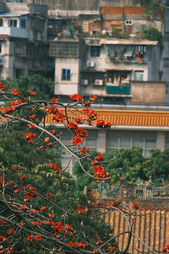 木棉花與農(nóng)講所