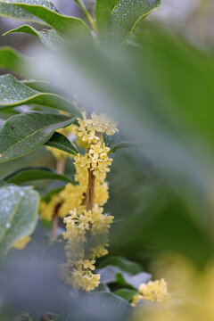 盛開(kāi)的桂花