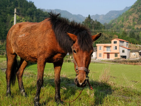 在田野吃草的馬