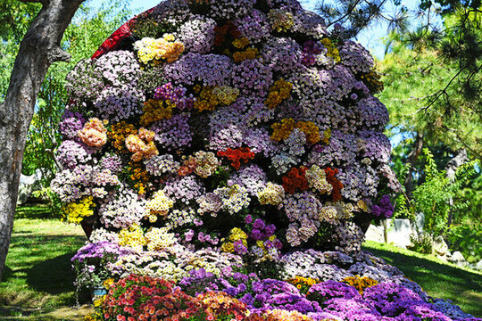 日壇公園菊花展