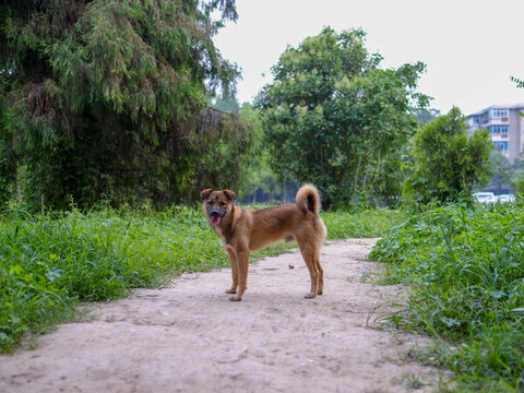 小路上的田園犬