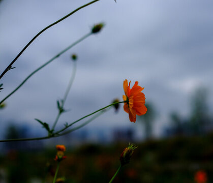 湖邊琉璃菊