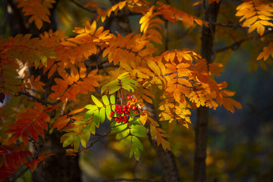 楸樹紅葉
