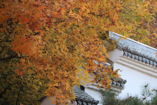 紅楓葉與徽式建筑