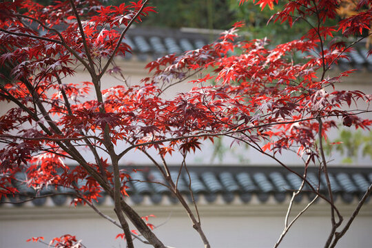紅楓葉
