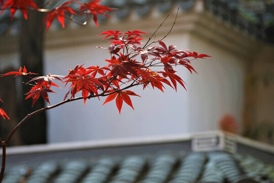 紅葉與古建筑