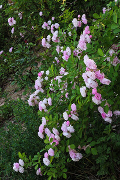 多年生落葉灌木薔薇