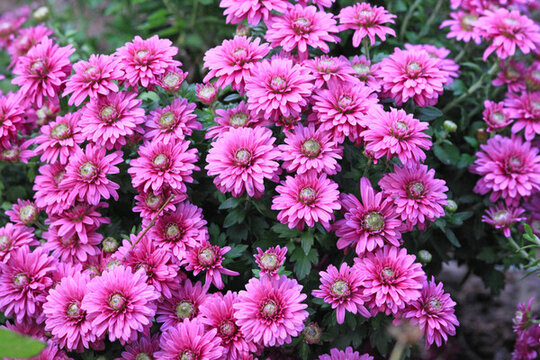菊花