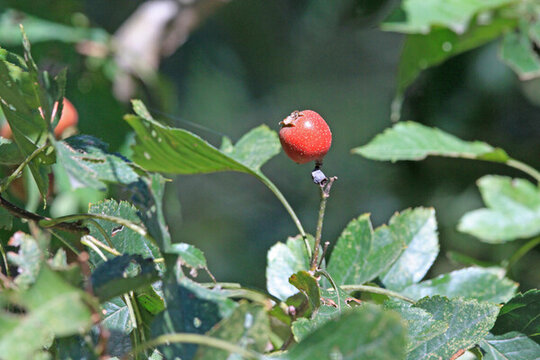 山楂樹(shù)