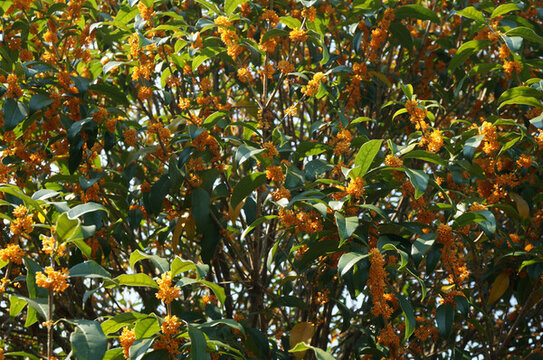 桂花樹(shù)