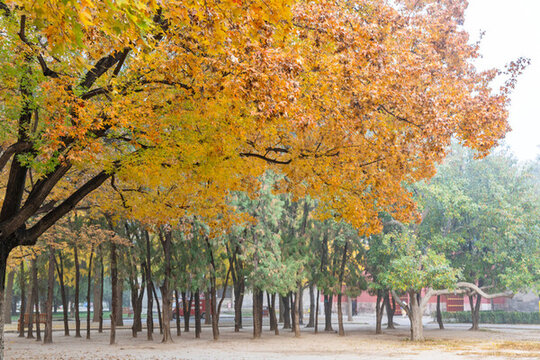 秋天公園里的楓葉變紅了