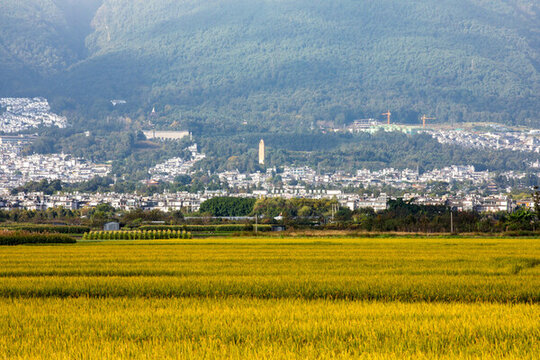 稻田