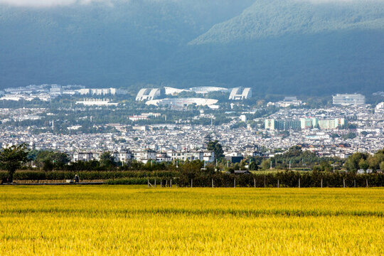 稻田