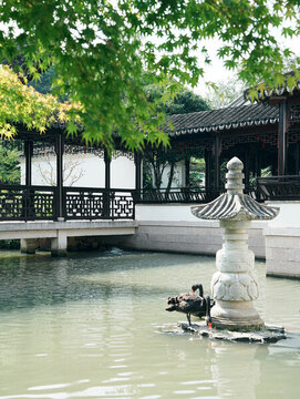 虎丘一榭園黑天鵝