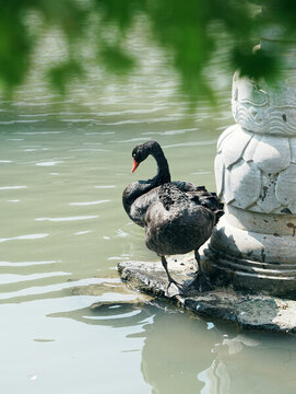 虎丘一榭園黑天鵝
