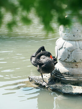 虎丘一榭園黑天鵝