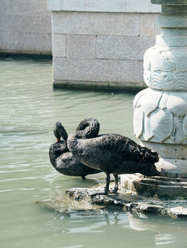 虎丘一榭園黑天鵝