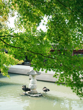 虎丘一榭園黑天鵝