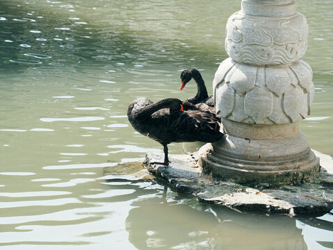 虎丘一榭園黑天鵝