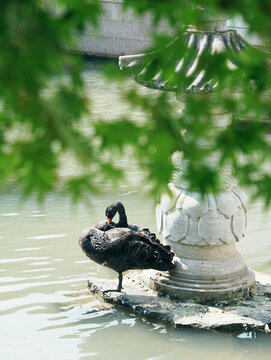 虎丘一榭園黑天鵝