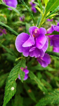 鳳仙花