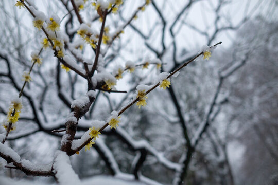 解放公園雪景梅花盛開
