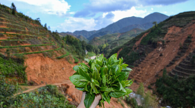 感德鎮(zhèn)槐植村茶山