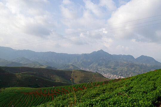 感德鎮(zhèn)槐植村茶山風景