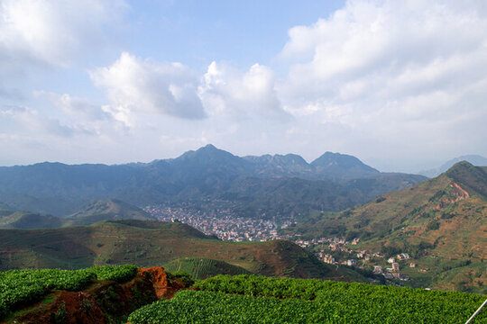 感德鎮(zhèn)槐植村茶山風(fēng)景