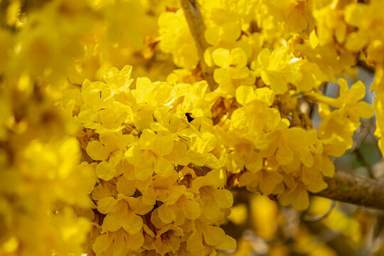 盛開(kāi)的黃花風(fēng)鈴木