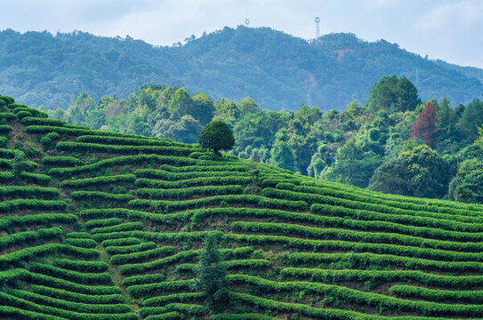 茶山茶園風(fēng)光