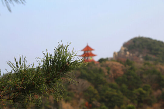 嵩山松樹枝