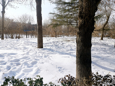 雪景